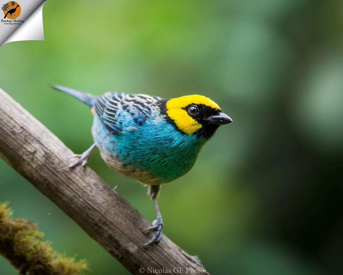 Penelope Birding