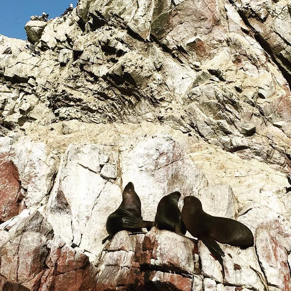 Descubre Paracas