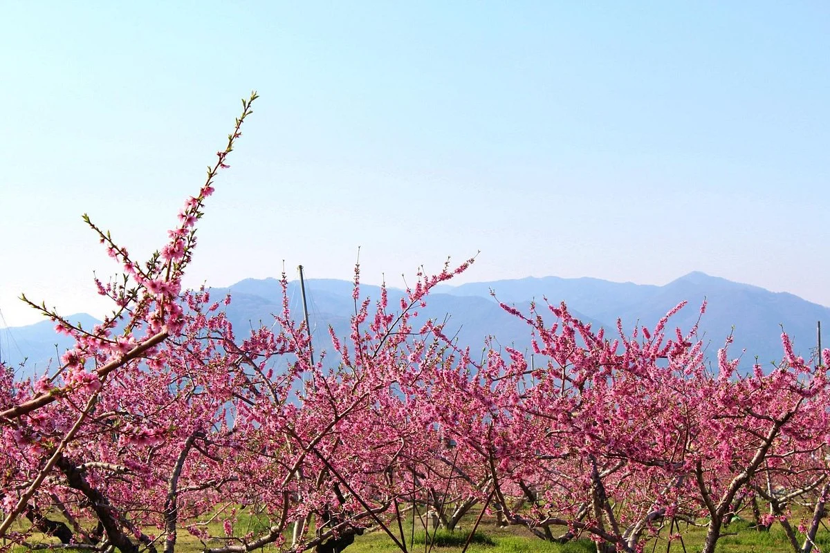 Yamanashi City Peach Fields