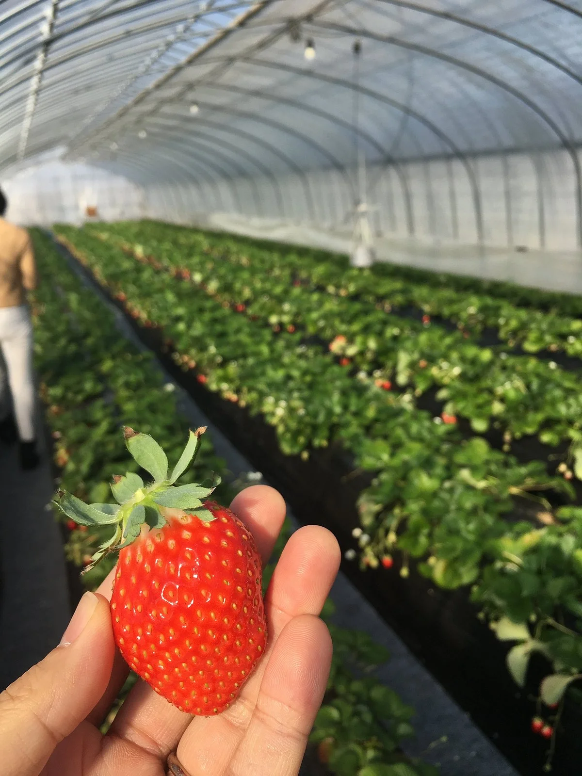 Mibu Strawberry Farm