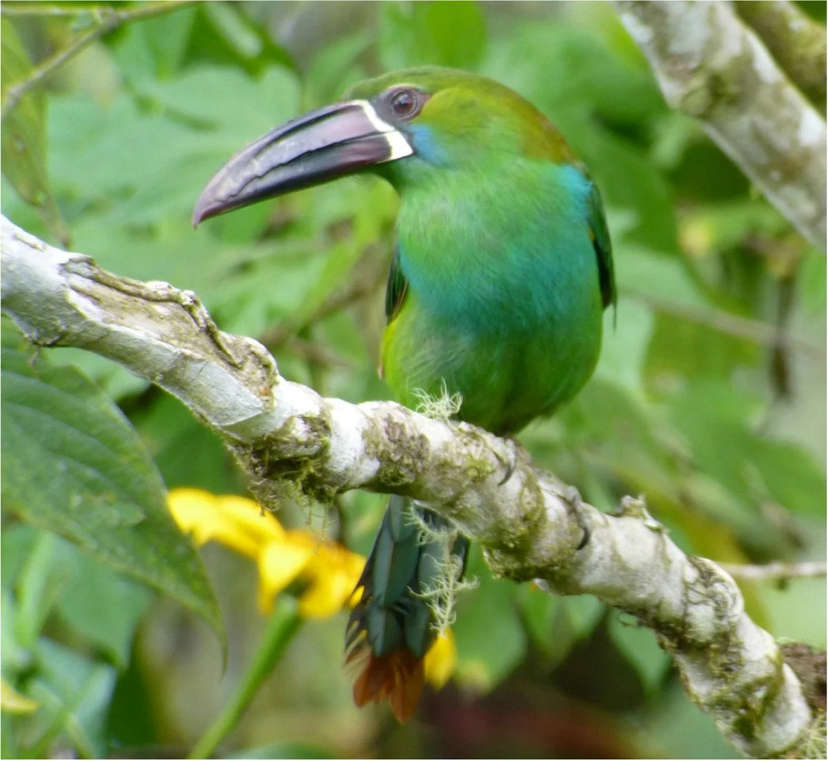 The Magic Birding Circuit - Private Day Tours