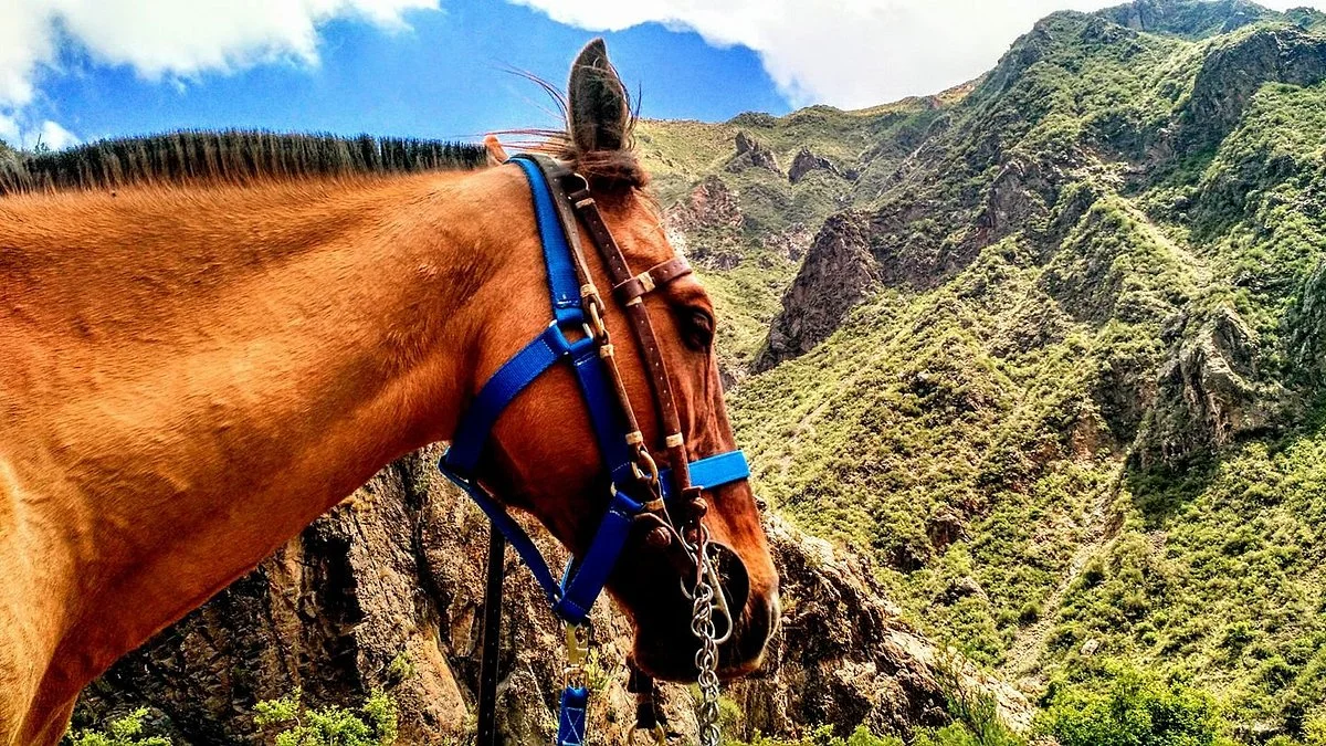 La Crucecita Horseback Riding - Cabalgatas