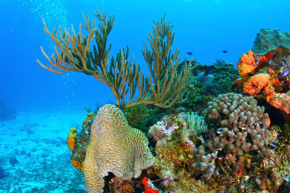 Taganga Diving Station
