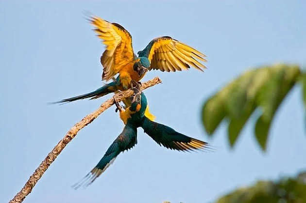 Amazon Eco Travellers
