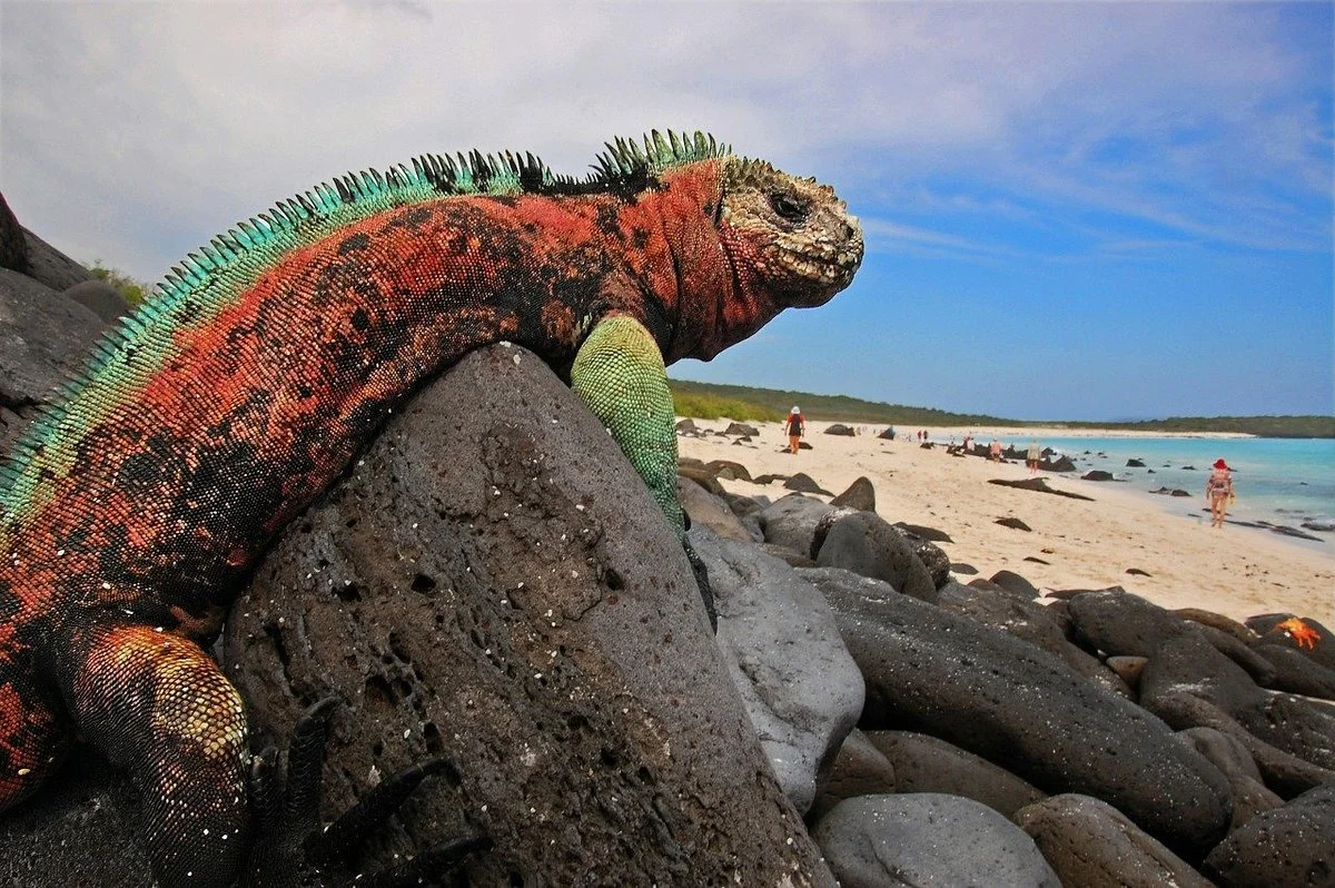 Palmar Voyages