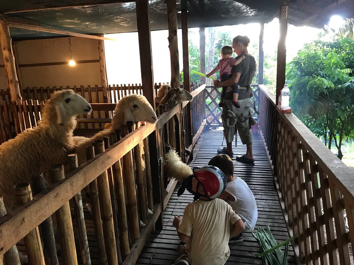 Purina Sheep Farm