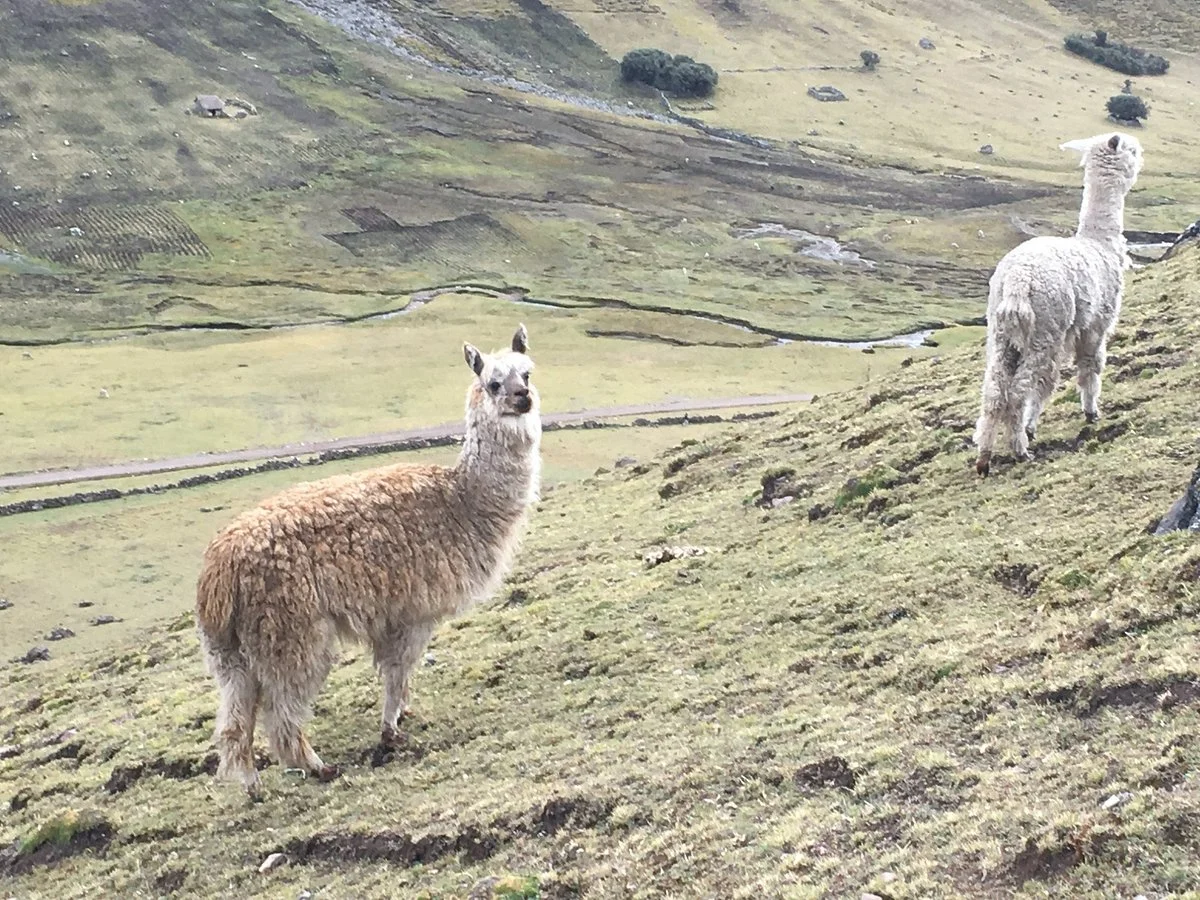Lares Trek