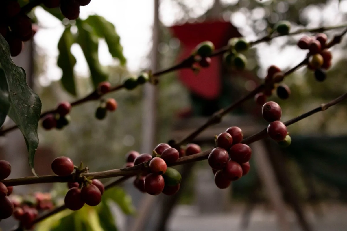Cafe Munaipata