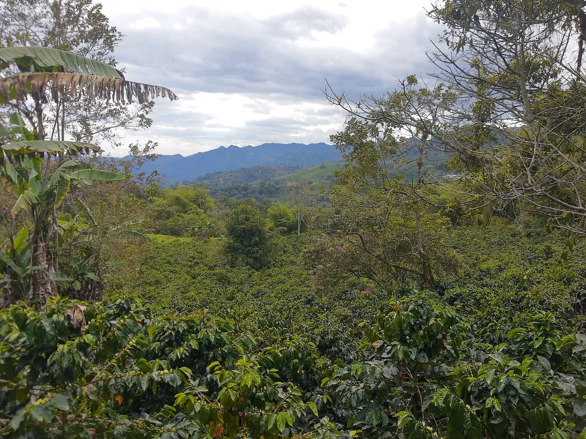Finca El Tinto