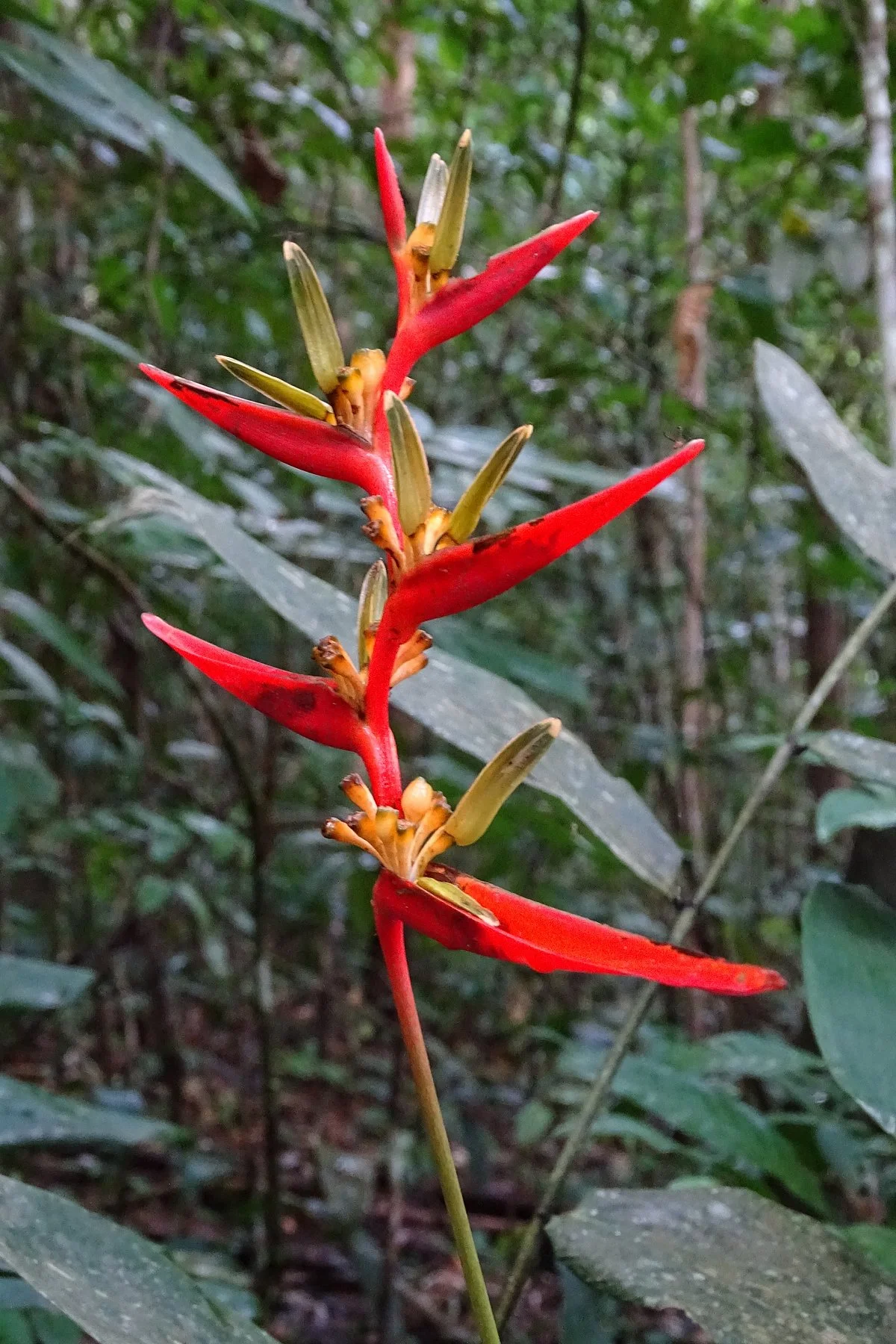 We Love Suriname Tours And Services