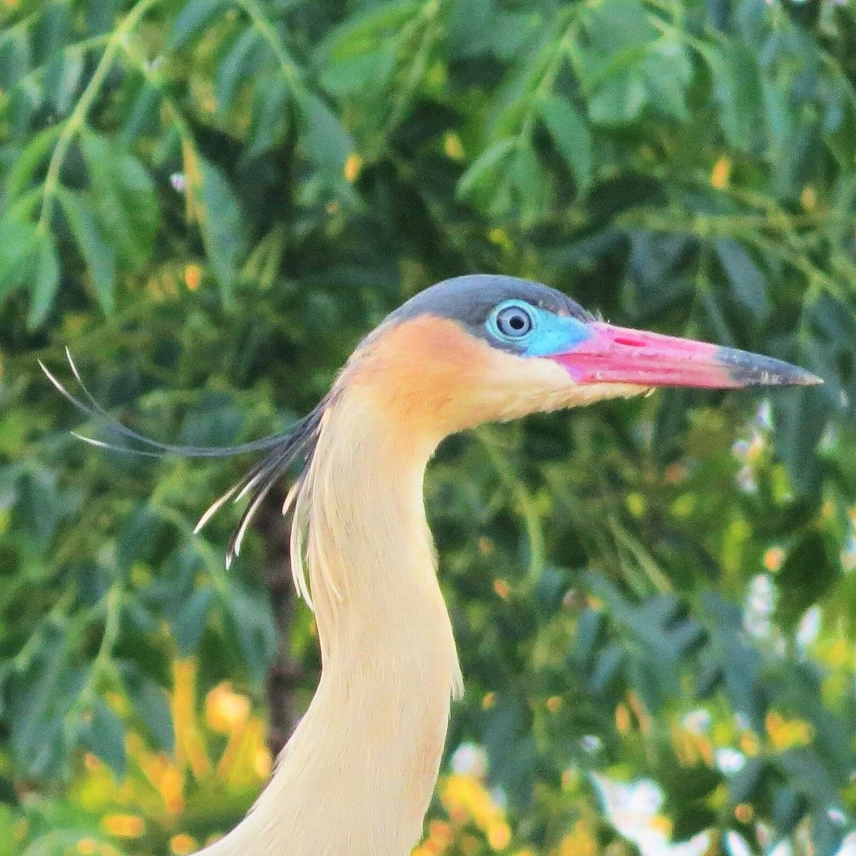 Colonia Birding