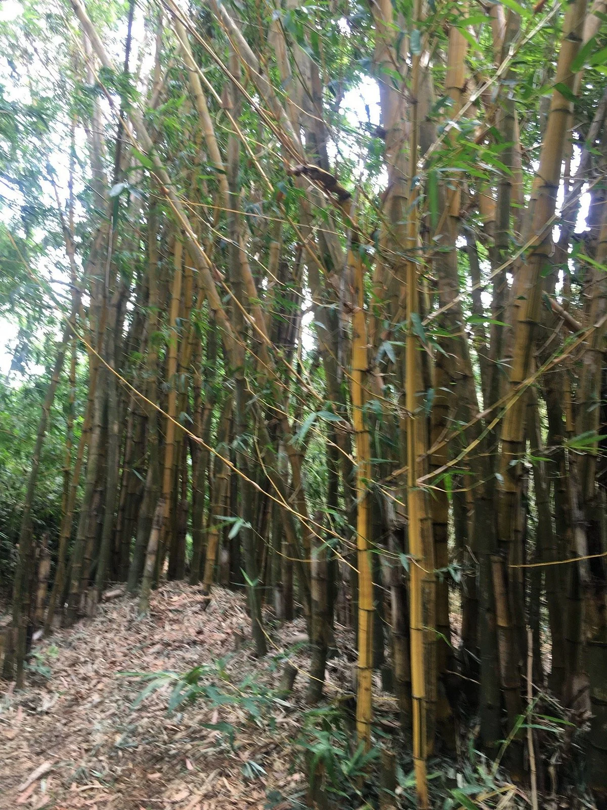 Parque Ecologico Yvaga Guazu - Paraiso Grande