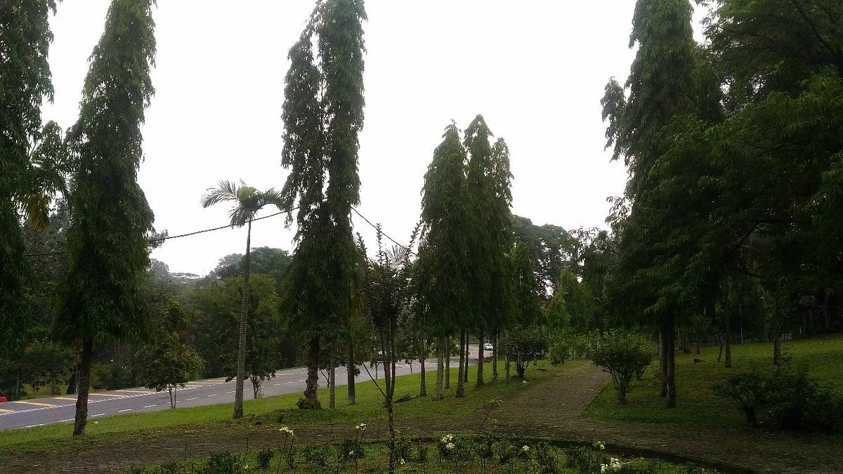 Pokok Getah Pertama
