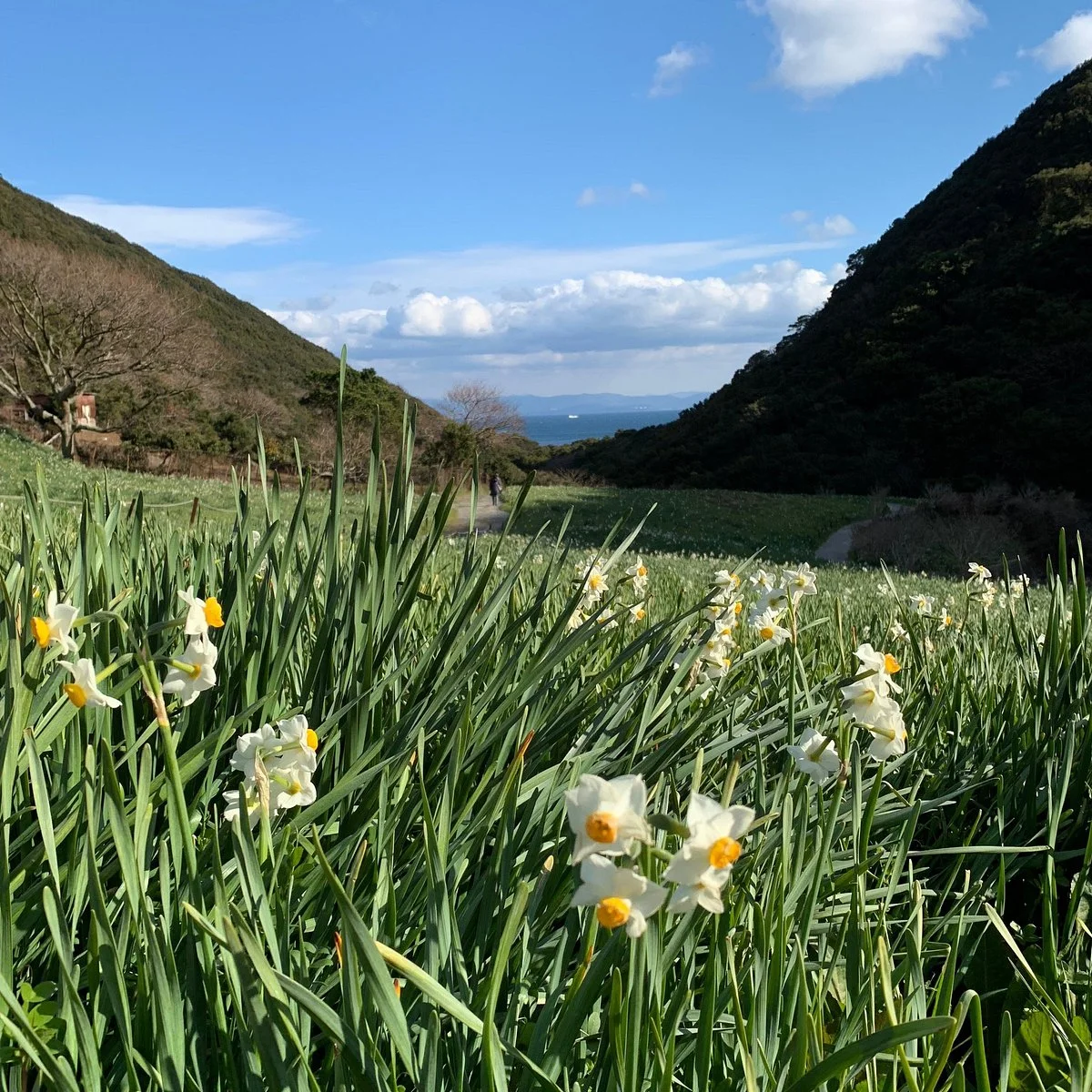 Awaji Tachikawa Narcissus Farmland