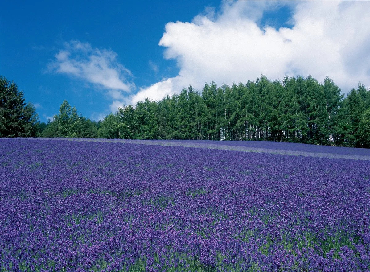 Farm Tomita