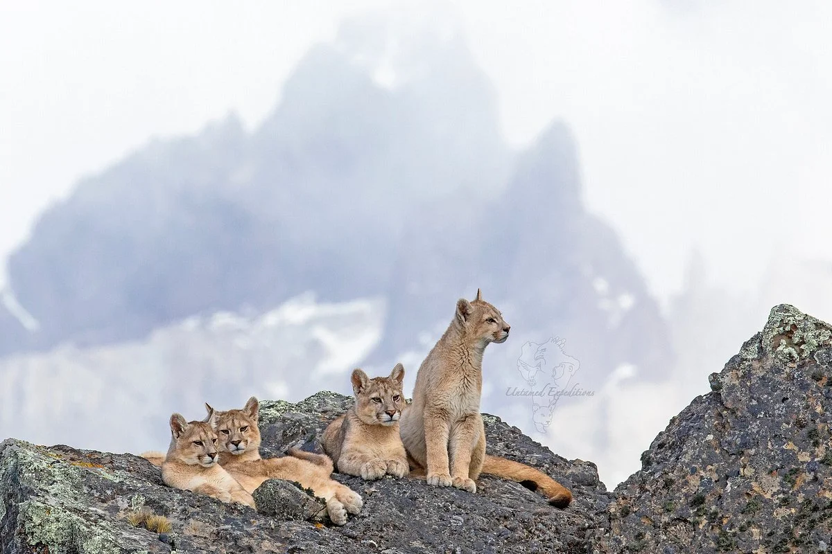 Untamed Expeditions