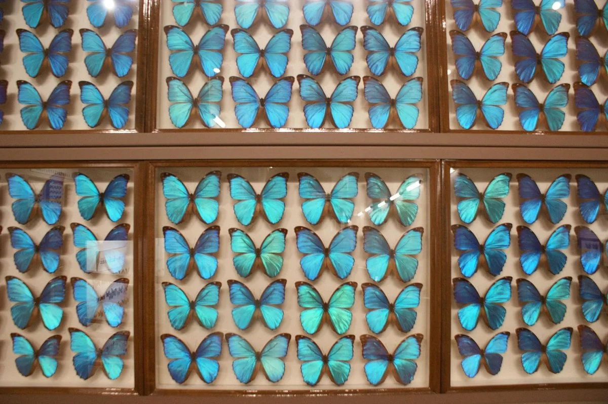 Kobuchisawa Insect Art Museum