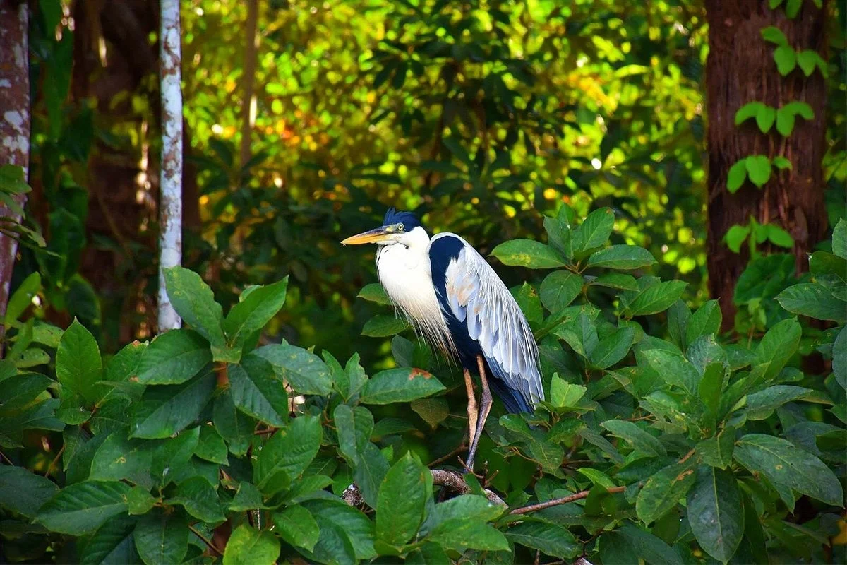Peru Amazon Trips