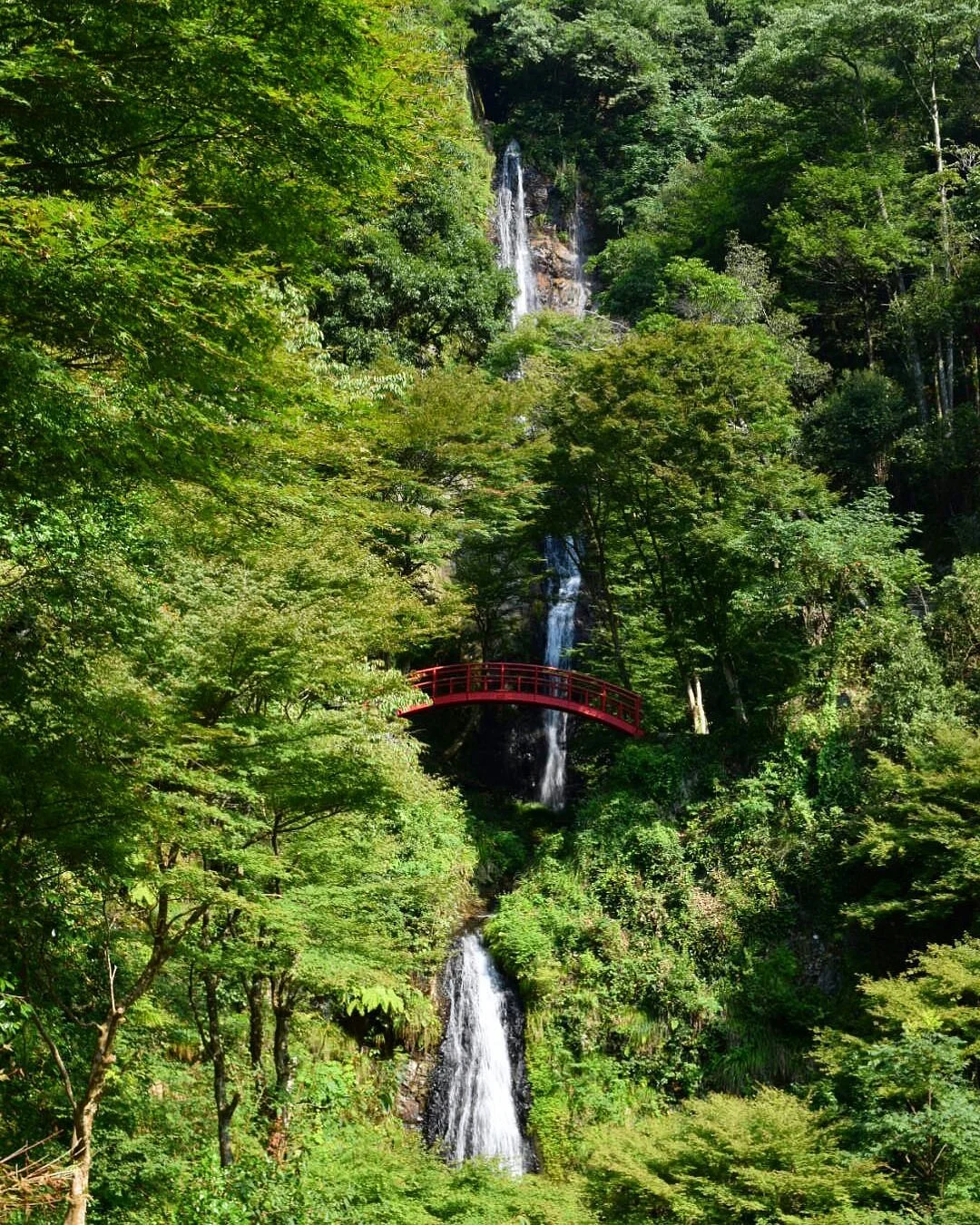 Goho Fall