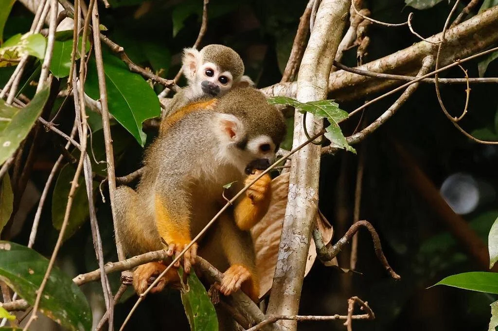 Sangfoo Expeditions