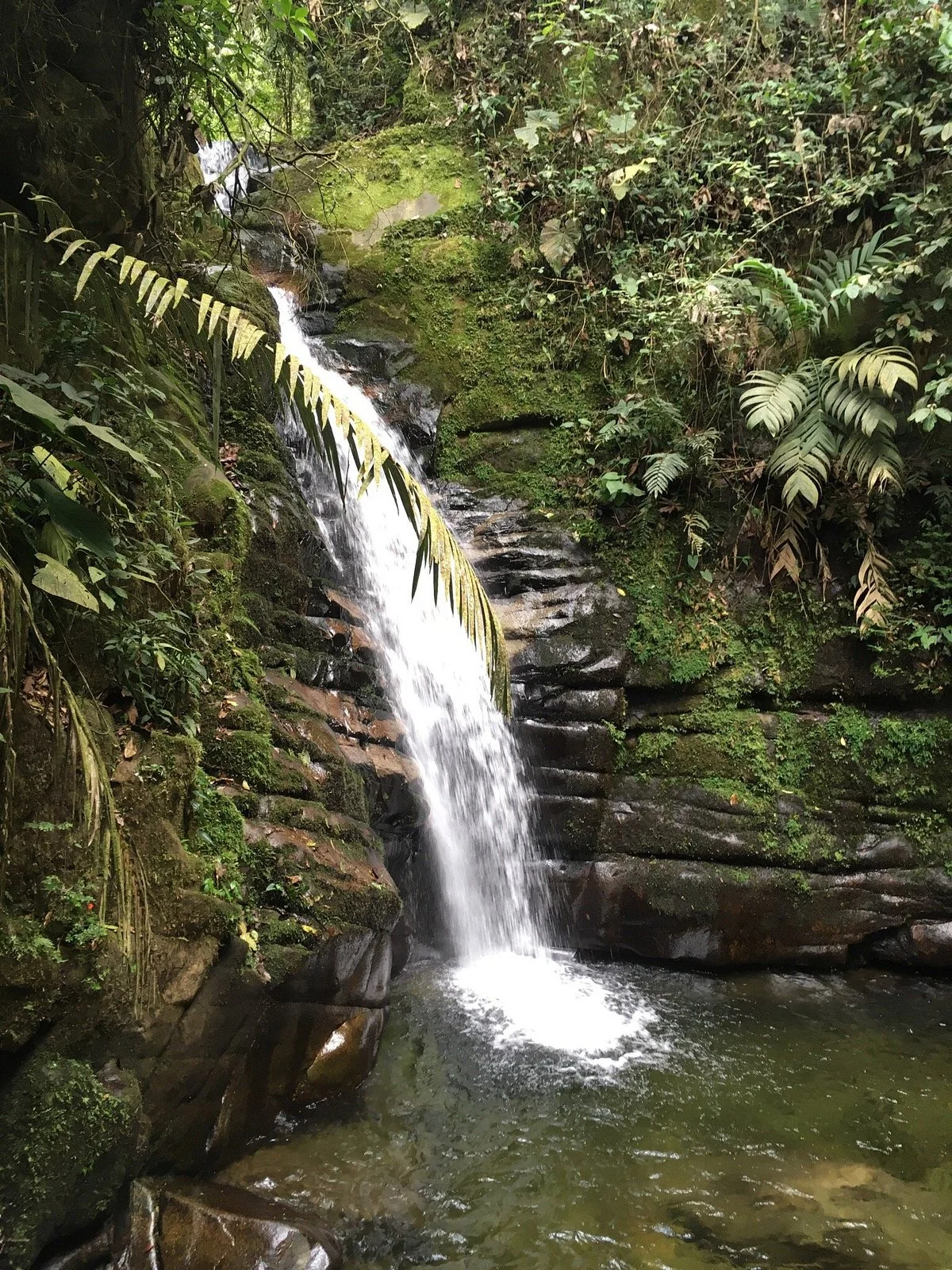Alquiler De Caballos Salento Quindio