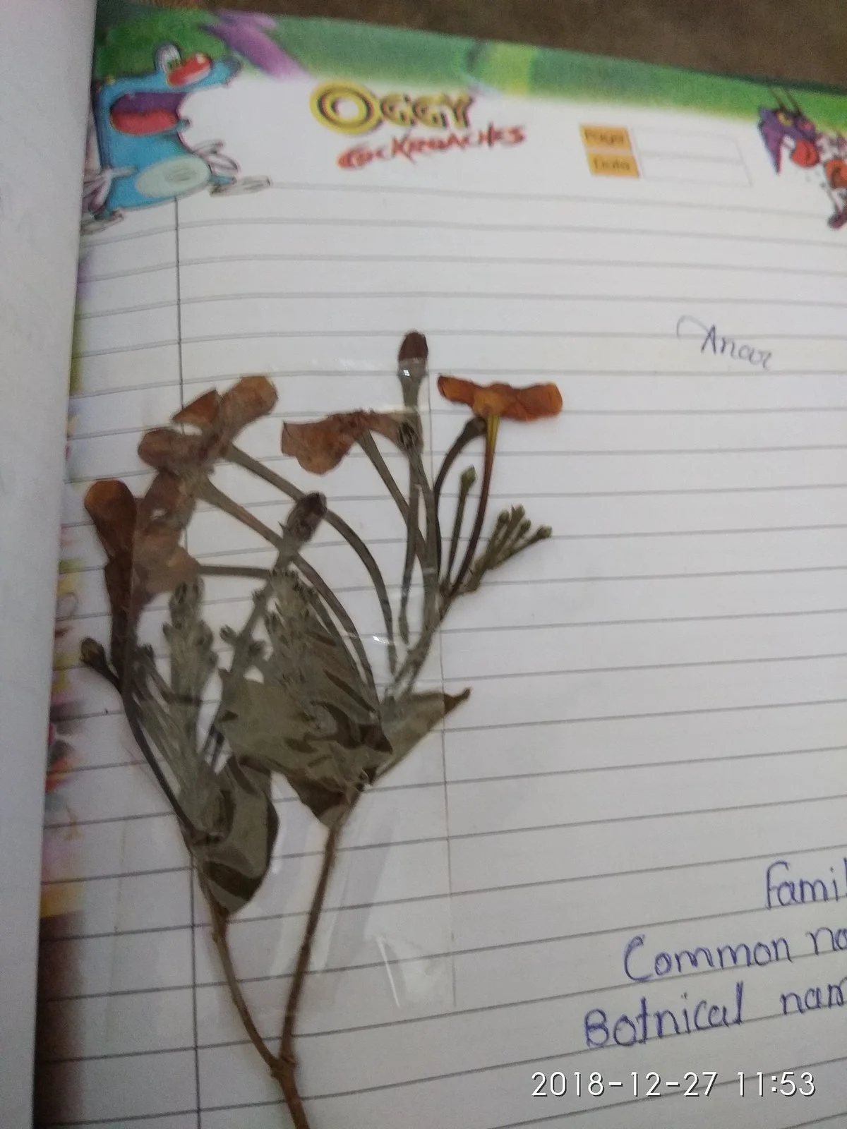 Panch Pandav Tree