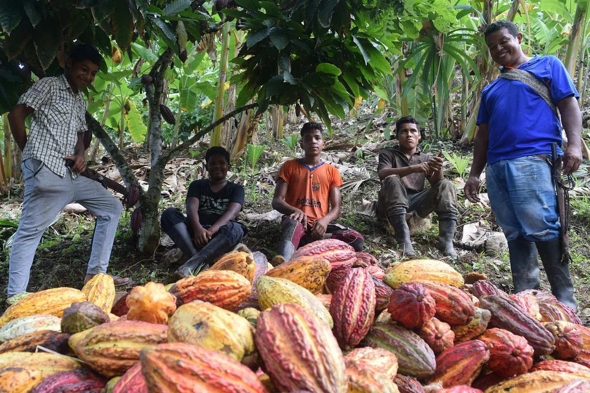 Tour del Cacao Finca Mira Mar