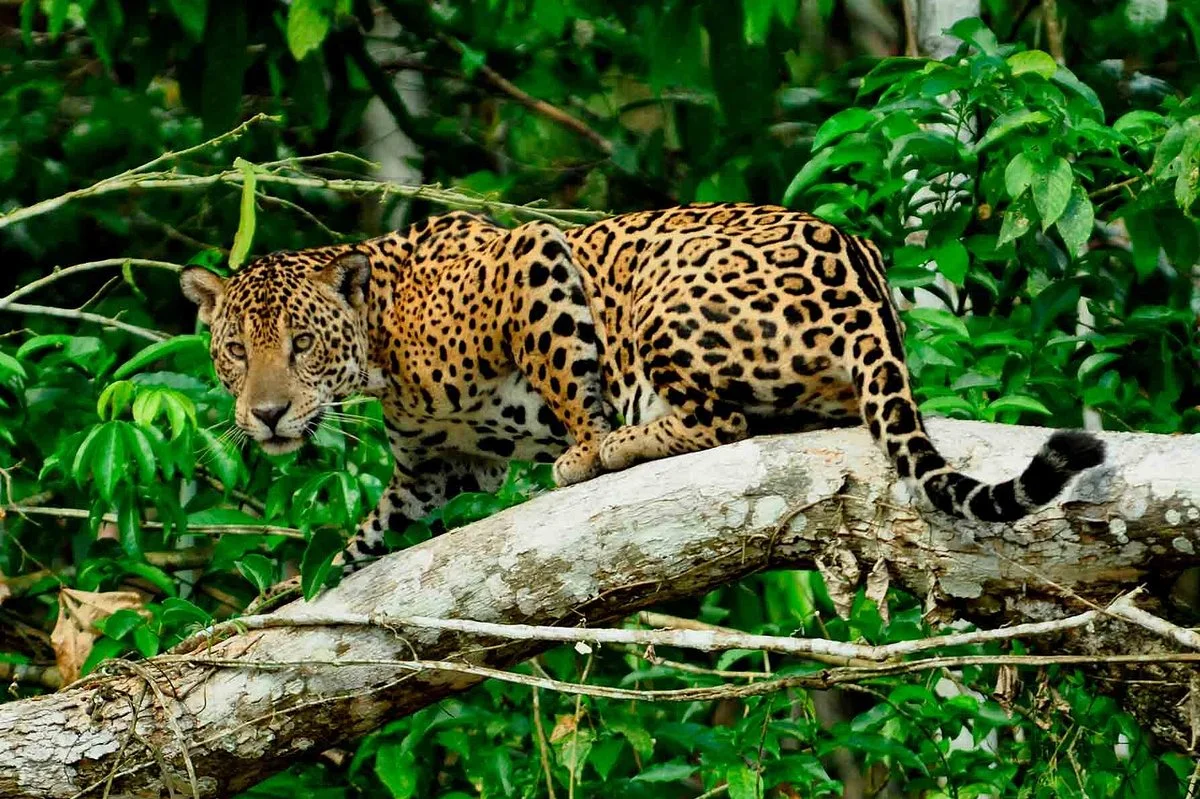 Manu Jungle Trips