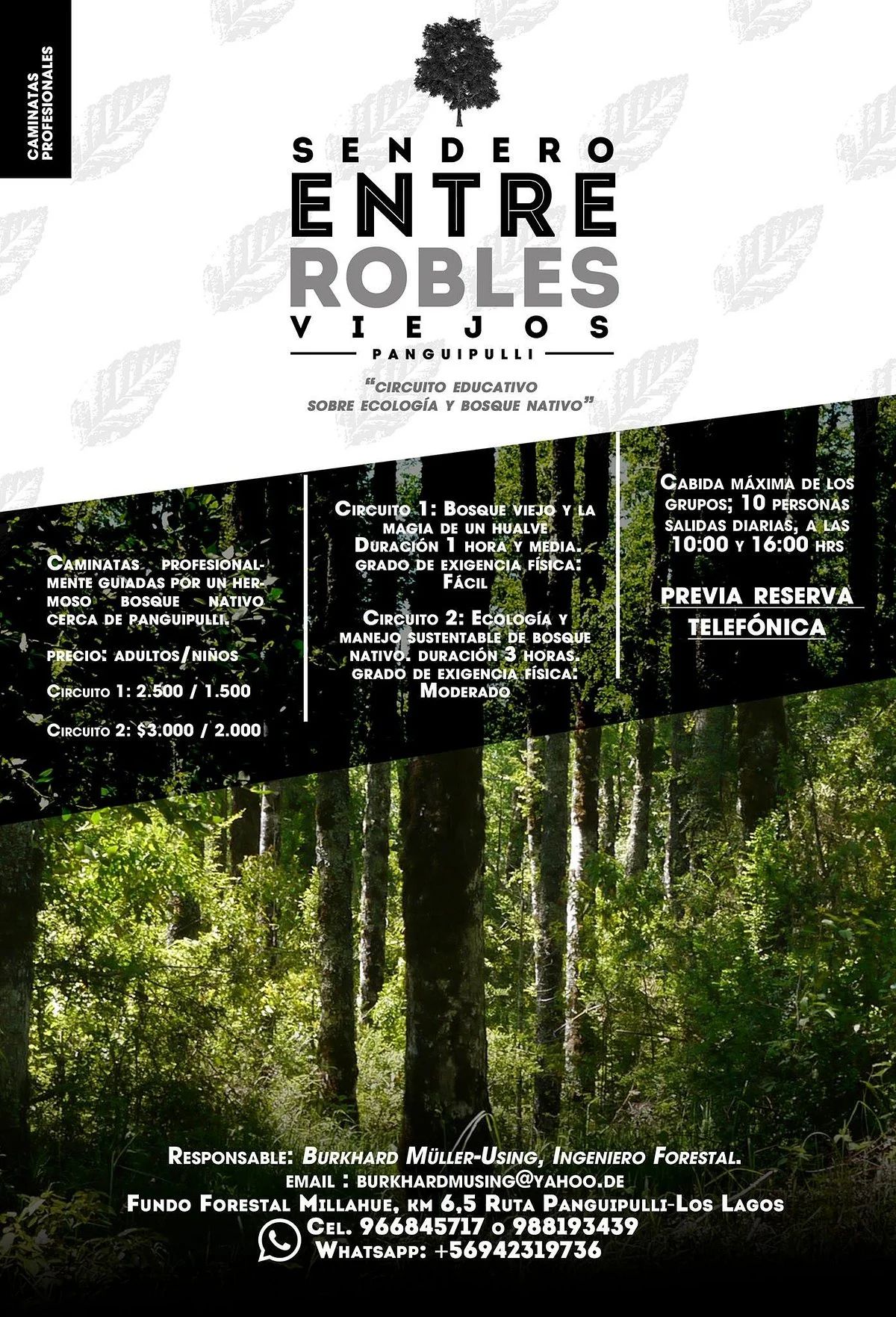 Sendero entre Robles viejos