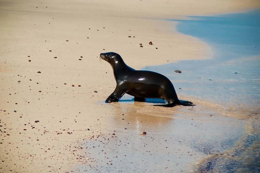 Galapagos Low Cost