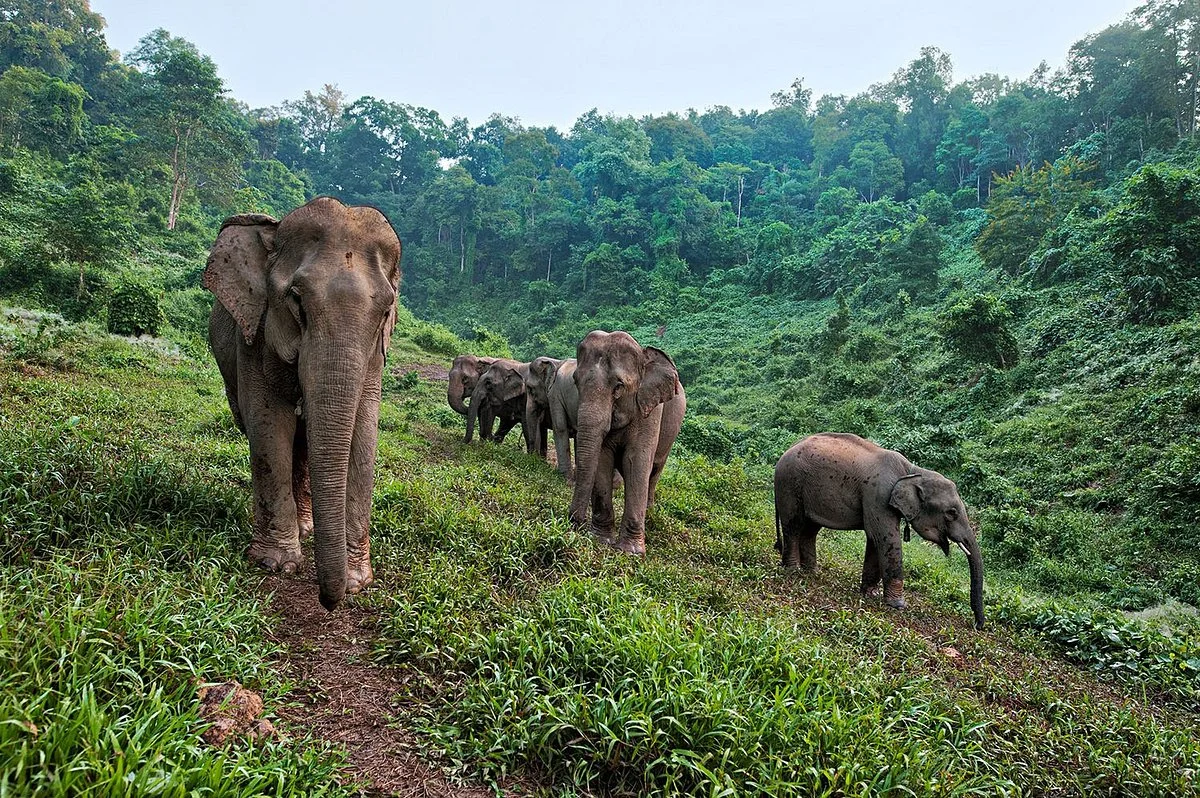 Elephant Conservation Center