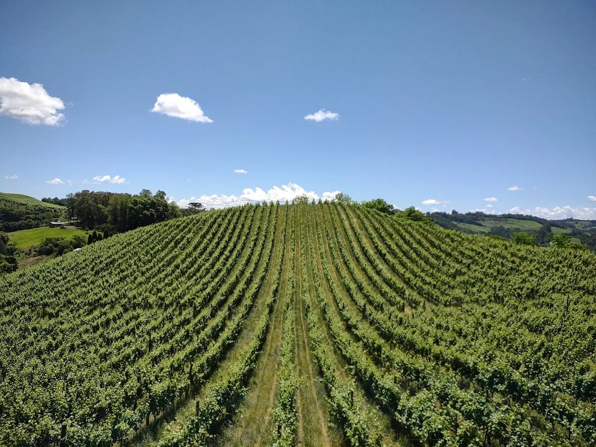 Vinicola Estrelas Do Brasil