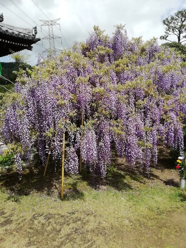 Koyasujizoji Temple