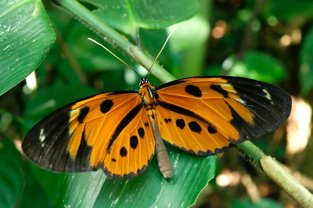 Peruvian Amazon Trips