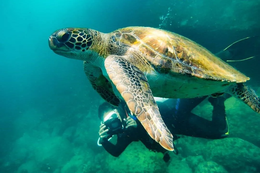 Love 4 Dive Mergulho e Aventura