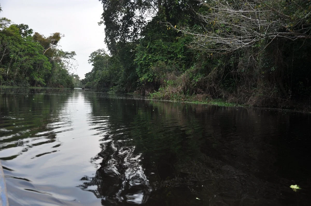 Oh Wow Amazonas