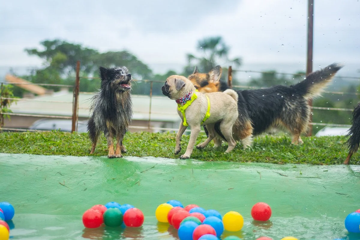 DOGIN CLUB
