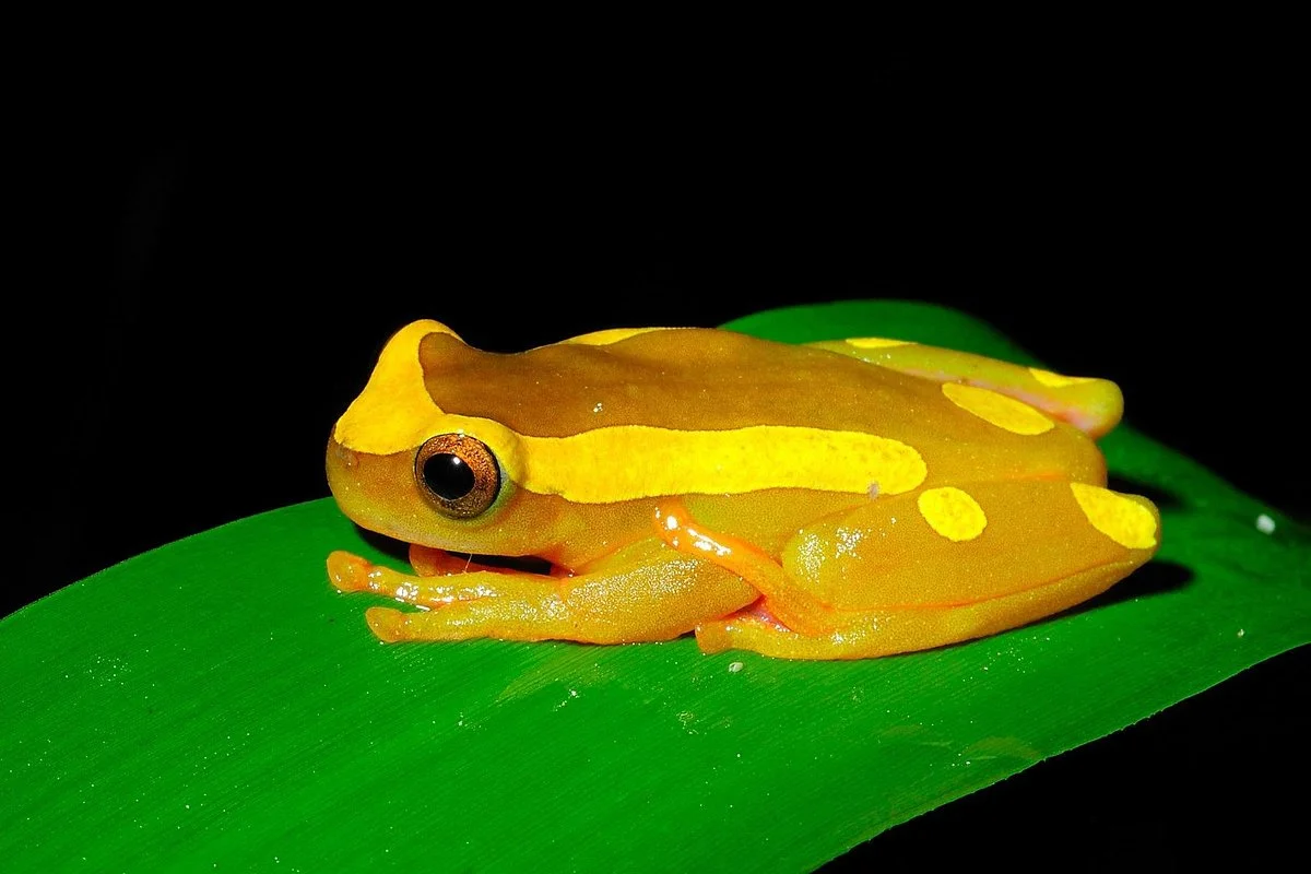 Pantiacolla Tours