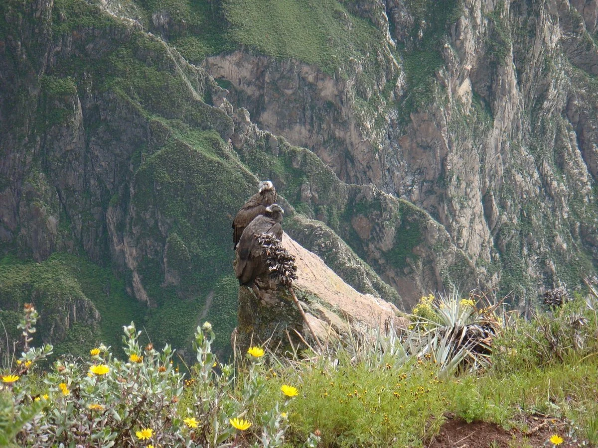 Peru Dream Travel