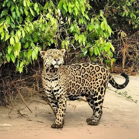 Pantanal Jaguar Expeditions