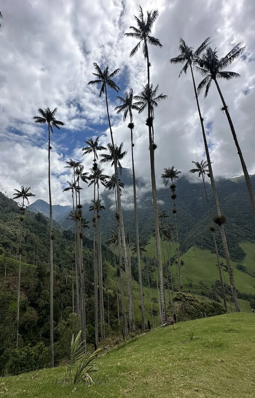 Valle De Cocora
