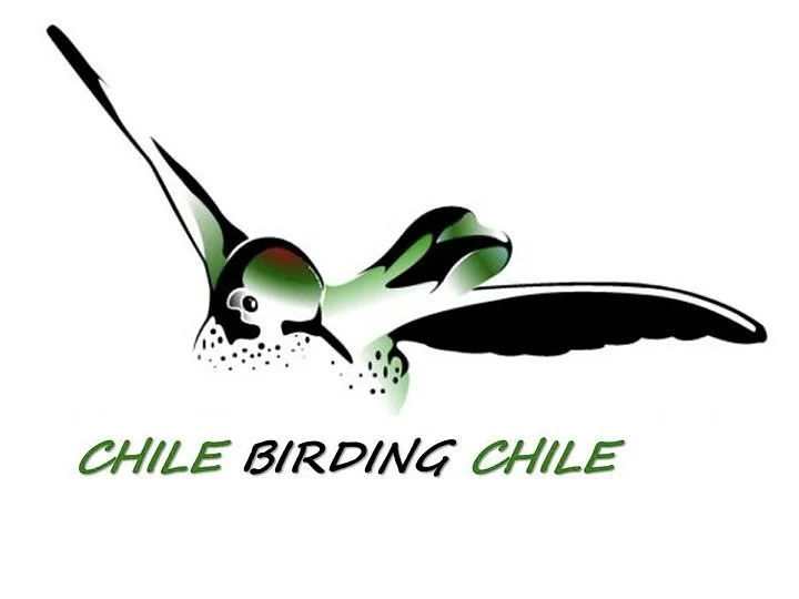 Chile Birding Chile