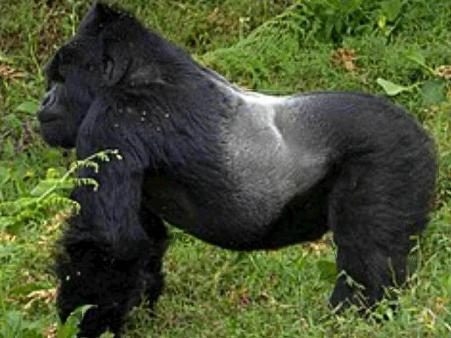 Bosque Dos Macacos