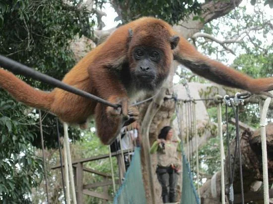 Yakari Canopy Adventure - Day Tours