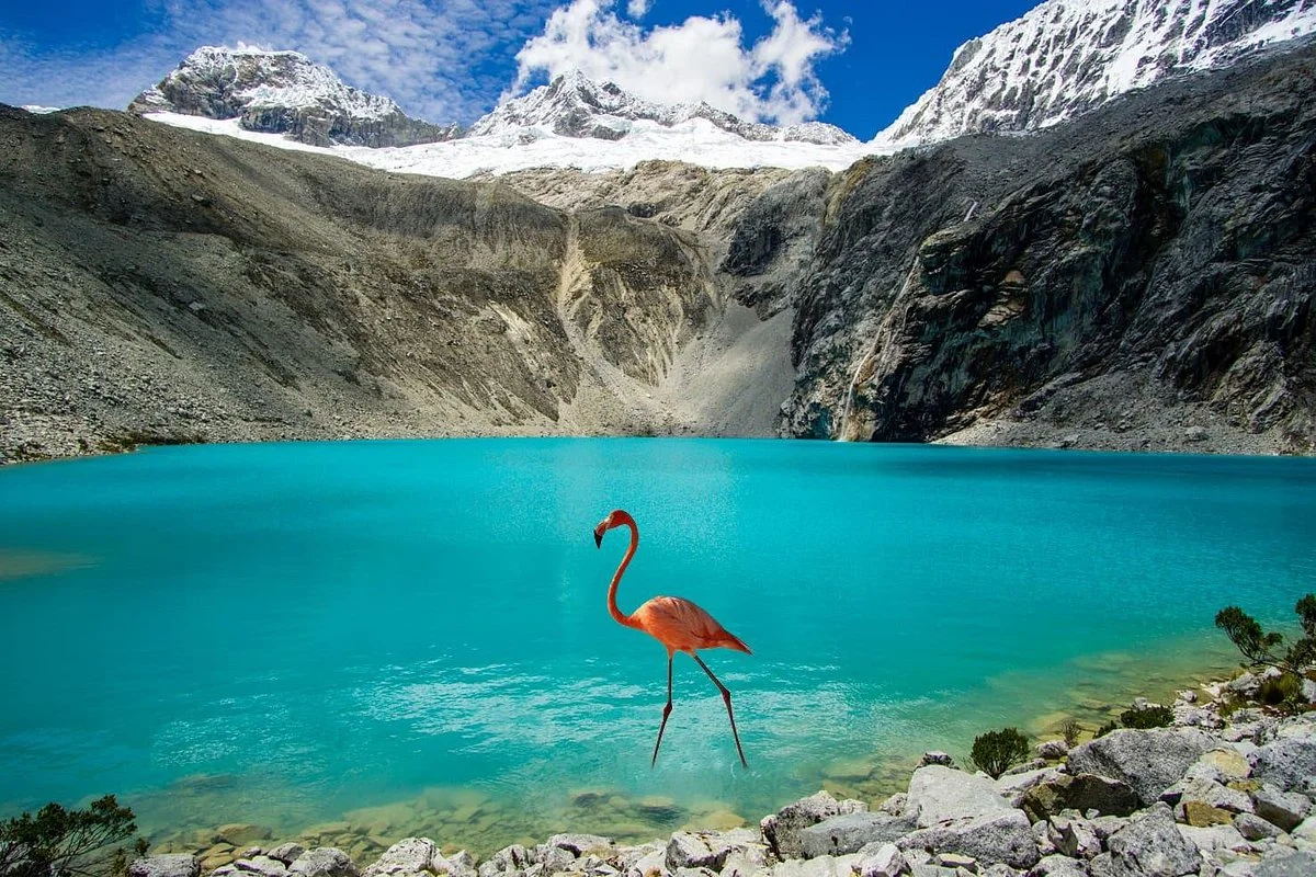 FLAMINGO TOURS PERU