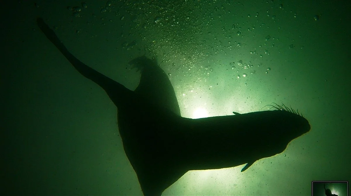 Montevideo Diving School