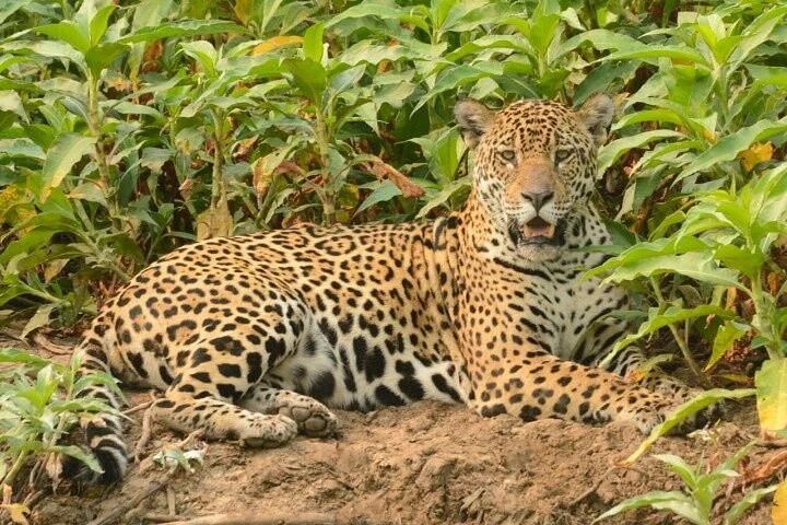 why not pantanal sul jaguar tour ?