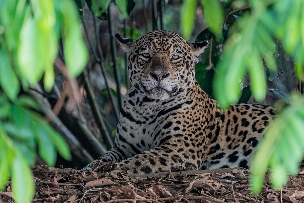 Wild Jaguar Safaris