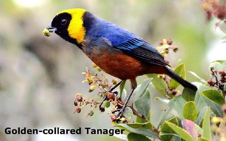 Peru Birding Tours