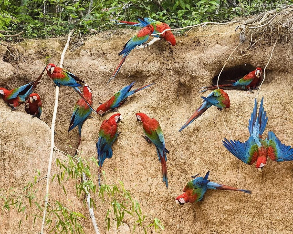 Puerto Maldonado Tours